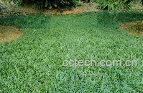 玉龙草的功效与作用-1