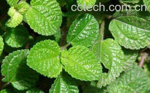 皱叶冷水花会开花吗 皱叶冷水花的养殖方法和注意事项-1