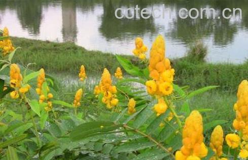 翅荚决明的功效与作用 翅荚决明的副作用-1