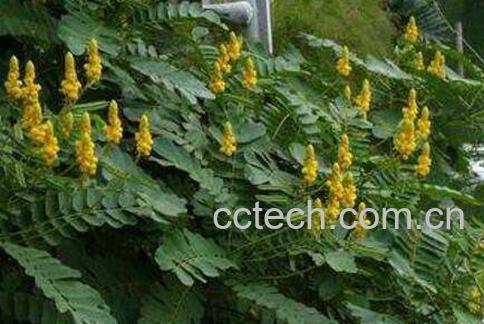 翅荚决明的功效与作用 翅荚决明的副作用-0