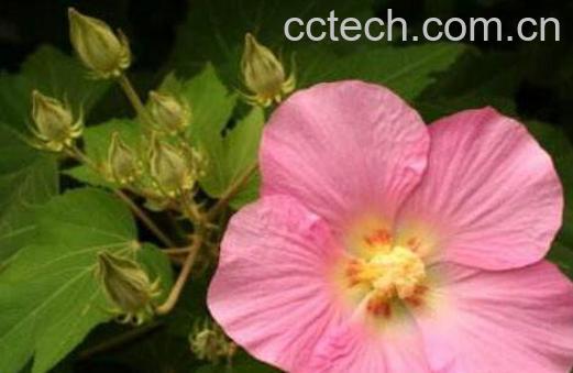 木芙蓉图片 木芙蓉的功效与作用-0