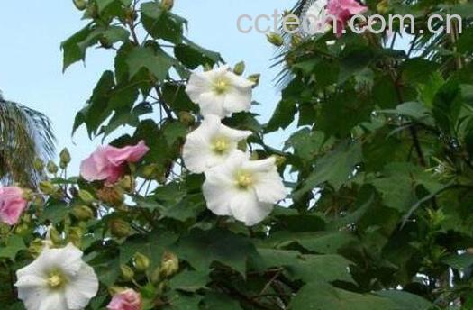 木芙蓉图片 木芙蓉的功效与作用-1