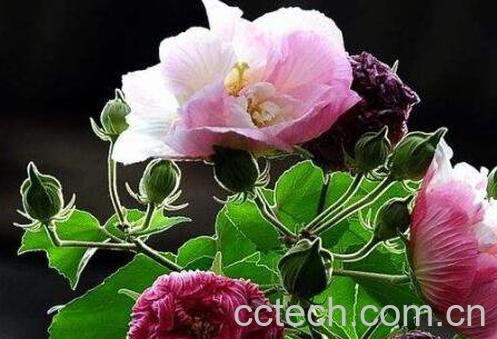 木芙蓉花的养殖方法 养殖木芙蓉花的注意事项-1