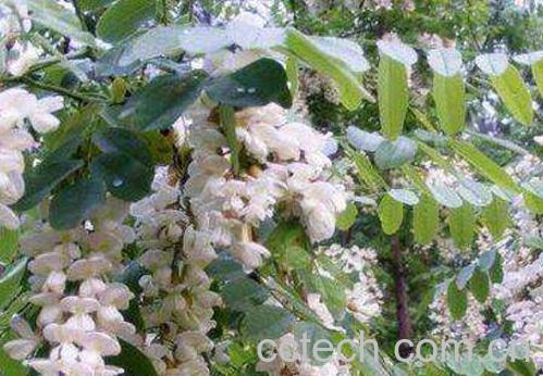 槐树花的功效与作用-0