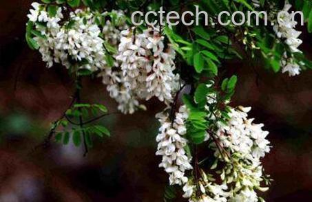 槐树花的功效与作用-1