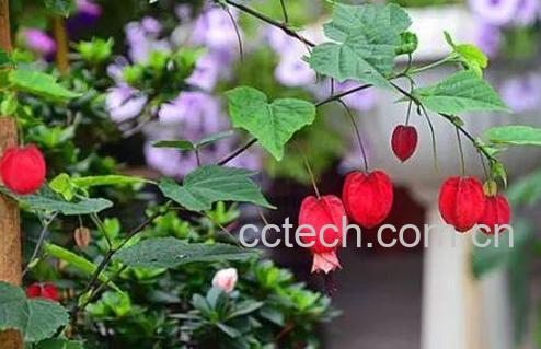 蔓性风铃花有没有毒 蔓性风铃花怎么搭架-0