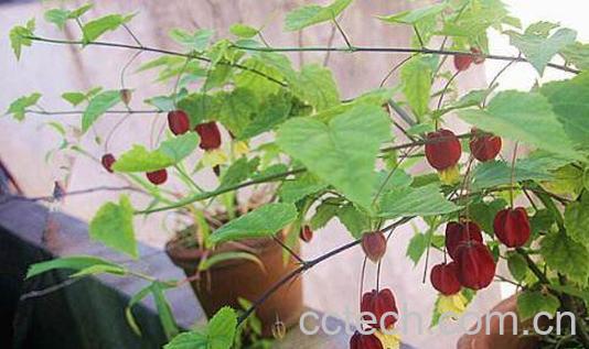 蔓性风铃花有没有毒 蔓性风铃花怎么搭架-1