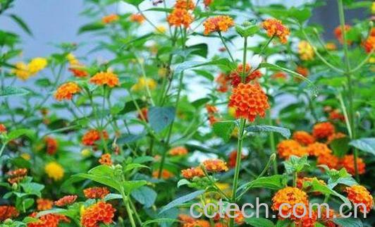 狗屎花的功效与作用 狗屎花的副作用-0