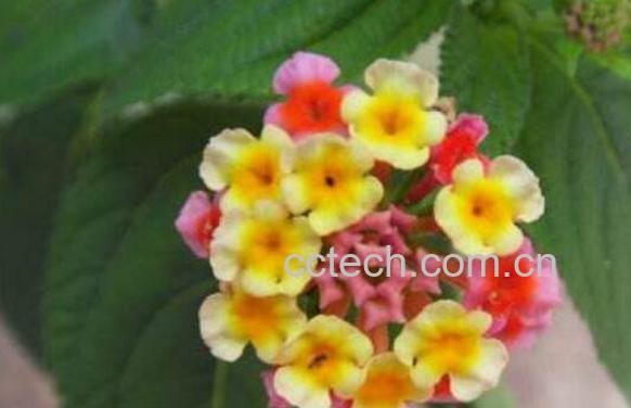 狗屎花的功效与作用 狗屎花的副作用-1