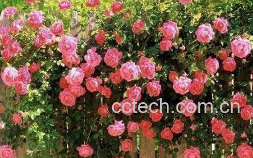 蔷薇花图片和养殖技巧 蔷薇花什么时候种植-0