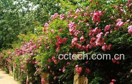 蔷薇花图片和养殖技巧 蔷薇花什么时候种植-1