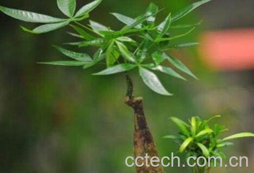 发财树怎么养才茂盛 发财树怎么养才长得好-1