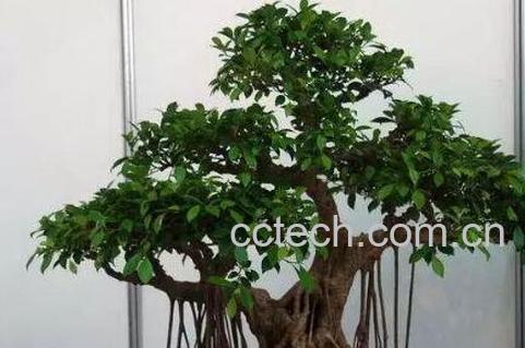 榕树盆景怎么养 榕树盆景的养殖方法和注意事项-0