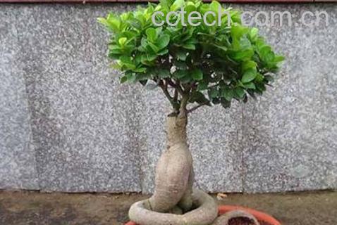 榕树盆景怎么养 榕树盆景的养殖方法和注意事项-1