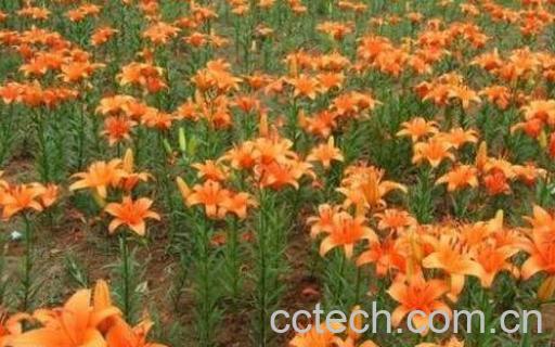 百合花怎么种植 百合花的种植技巧和注意事项-0