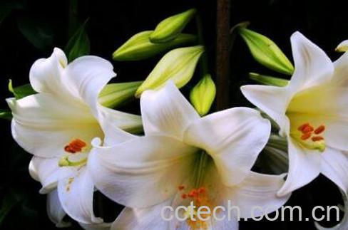 鲜花百合花怎么养水里 水养百合花的方法技巧-1