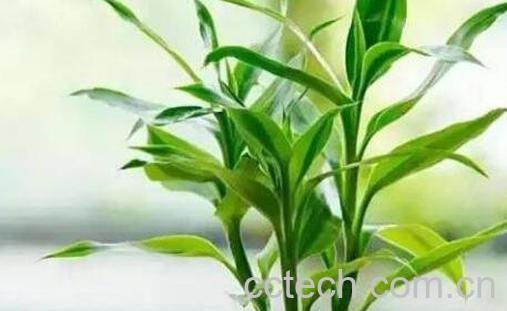 富贵竹怎么养土养殖 富贵竹土养方法-0