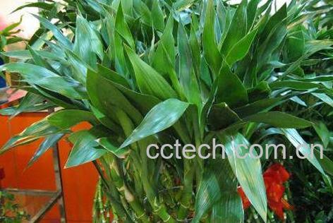 富贵竹怎么养土养殖 富贵竹土养方法-1