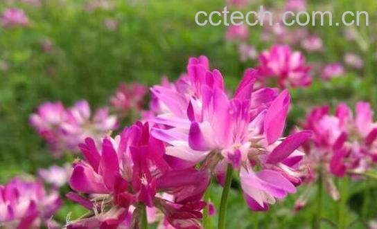 紫云英的功效与作用-1