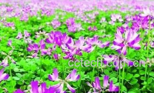 紫云英的功效与作用-0