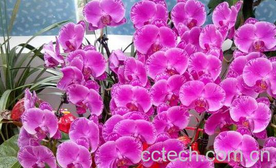 蝴蝶兰的养殖方法 蝴蝶兰怎么养-0
