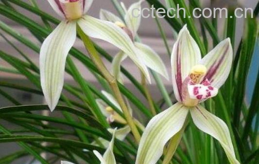 兰花怎么养 养殖兰花的注意事项-0