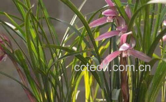 兰花怎么养 养殖兰花的注意事项-1