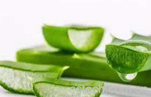 芦荟怎么养才长得好 芦荟怎么养才能更旺盛-0