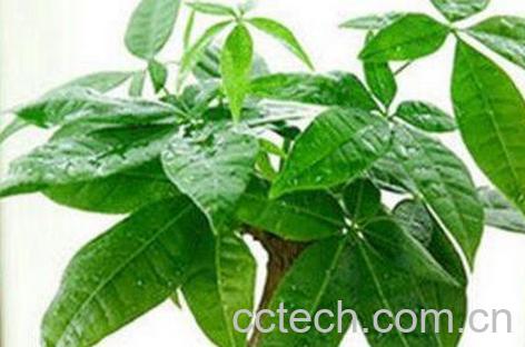 怎样栽培发财树 发财树浇水的正确方法-1