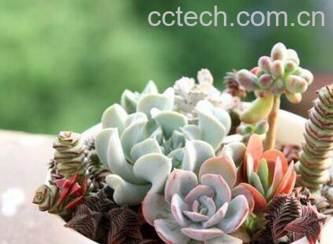 多肉植物怎么养 多肉植物的养殖方法-0