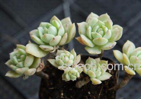 多肉植物怎么养 多肉植物的养殖方法-1