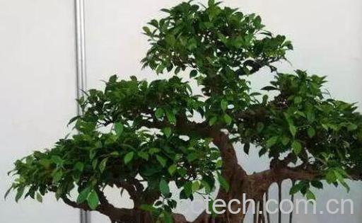 如何制作榕树盆景 榕树盆景的制作方法-0