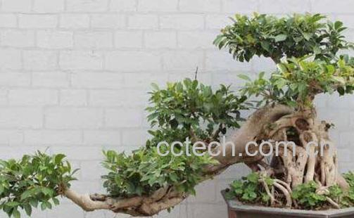 如何制作榕树盆景 榕树盆景的制作方法-1
