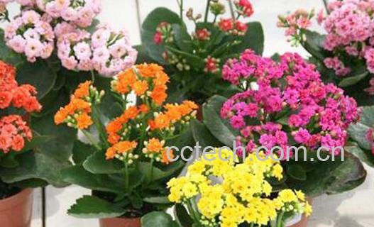 长寿花适合在室内养吗 长寿花怎么养-0