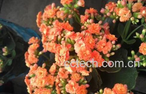 长寿花适合在室内养吗 长寿花怎么养-1