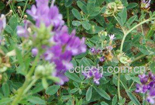 紫花苜蓿图片 紫花苜蓿的种植方法和种植技巧-0