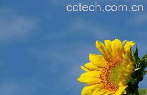 葵花怎么种 葵花的种植方法-0