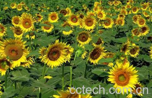 葵花怎么种 葵花的种植方法-1