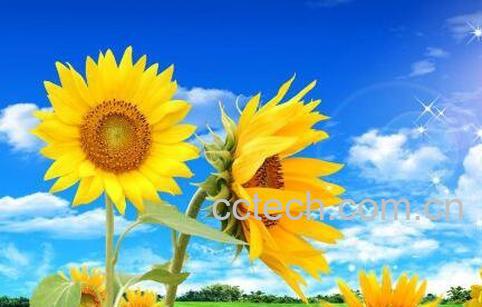 向日葵怎么种植 向日葵的种植方法-0