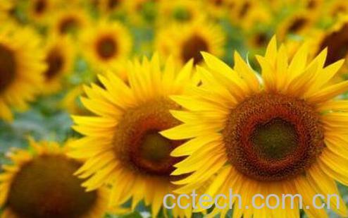 向日葵怎么种植 向日葵的种植方法-1