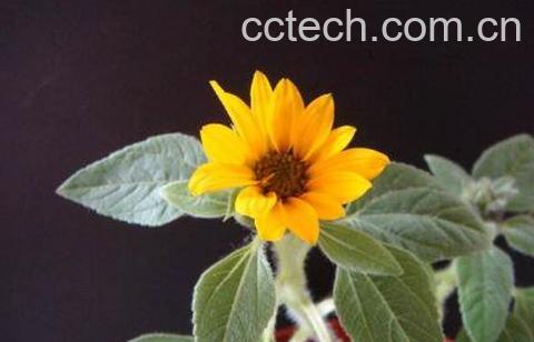 矮向日葵的种植方法-0