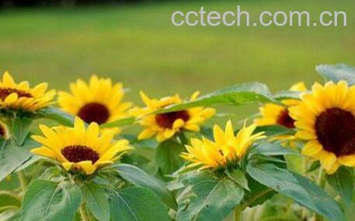 矮向日葵的种植方法-1