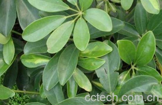 鸭脚木图片 鸭脚木的扦插方法-1