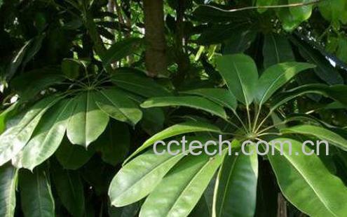 鸭脚木的养殖方法和注意事项-0