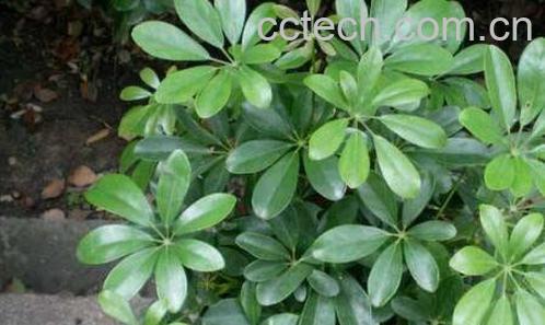 鸭脚木的养殖方法和注意事项-1