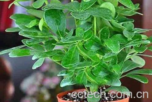 盆栽鸭脚木的方法技巧和注意事项-1