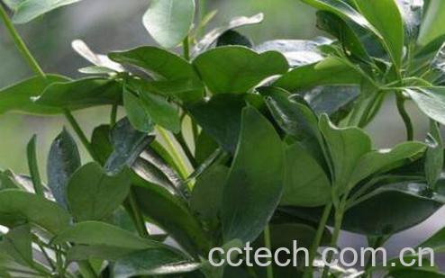 盆栽鸭脚木的方法技巧和注意事项-0