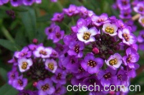 香雪球种子怎么种 香雪球怎么养-0