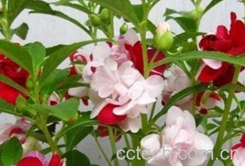 凤仙花种子怎么种-1