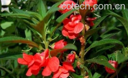 凤仙花种子怎么种-0